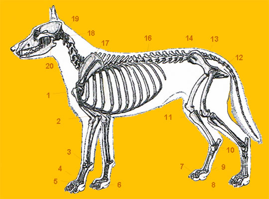 Anatomie